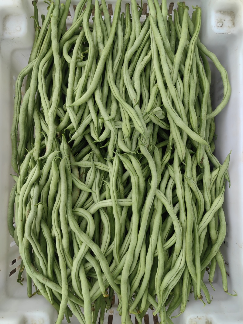无丝豆角出售