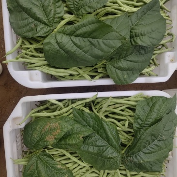 无丝豆角出售