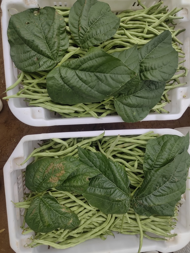无丝豆角出售