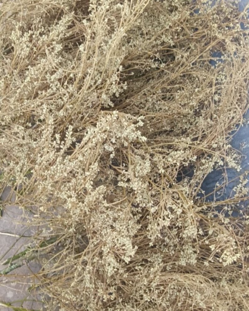 槐花一金槐