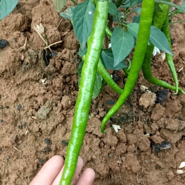 二荆条辣椒
