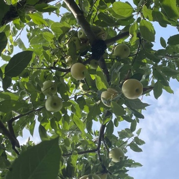 黄嘎拉苹果