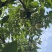 黄嘎拉苹果