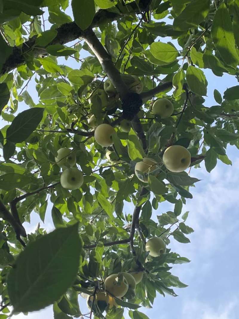 黄嘎拉苹果