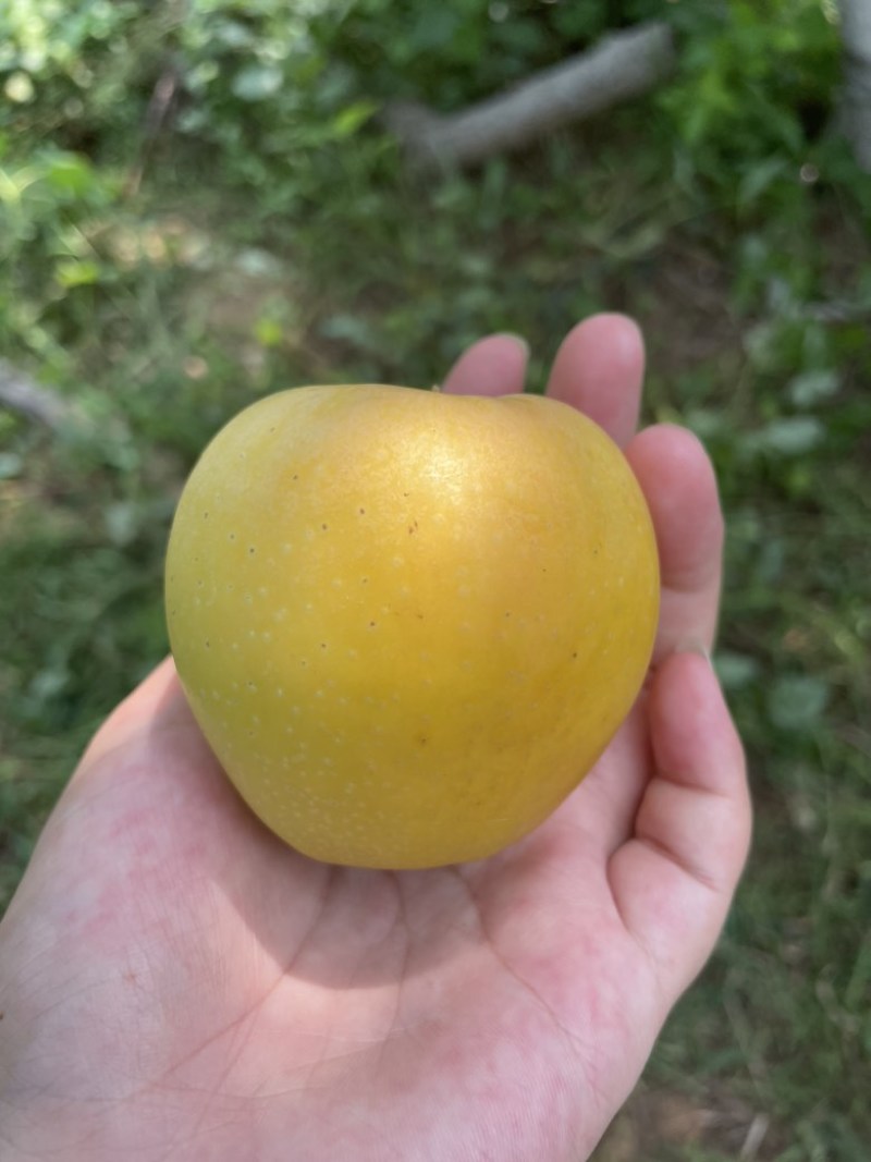 黄嘎拉苹果