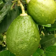 广东香水柠檬