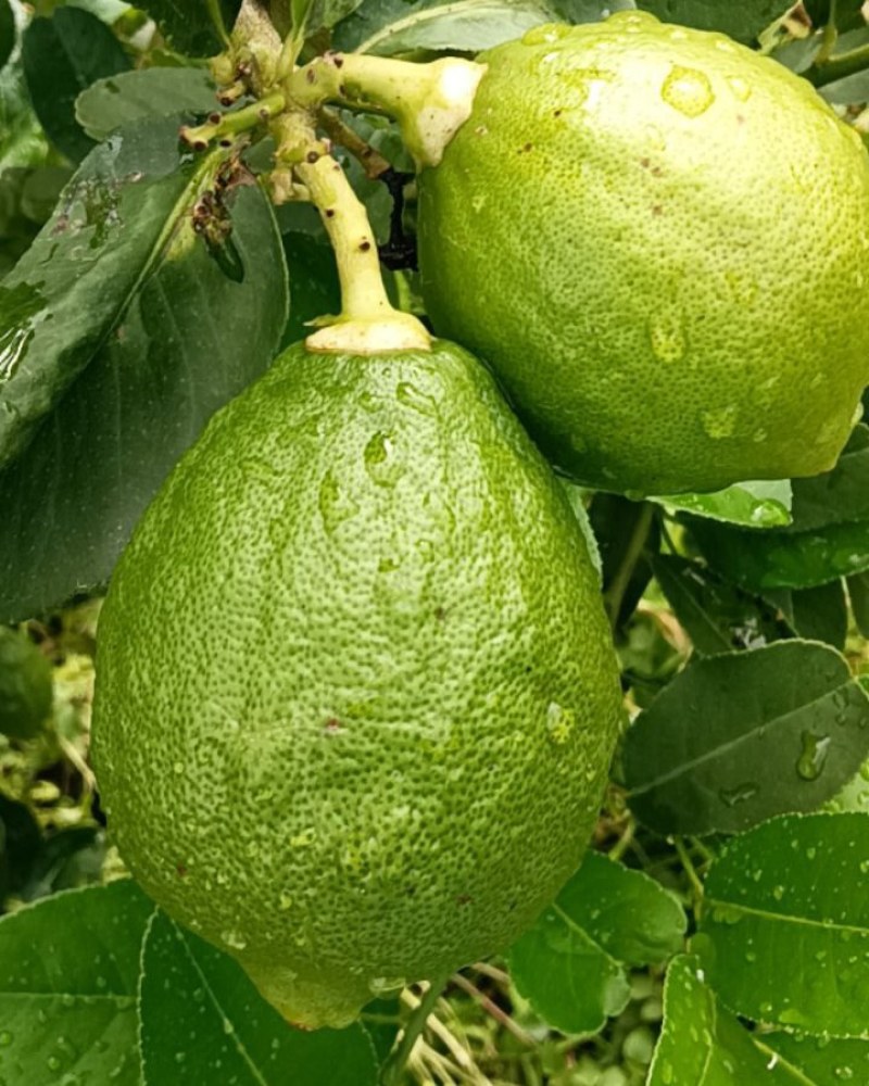 广东香水柠檬