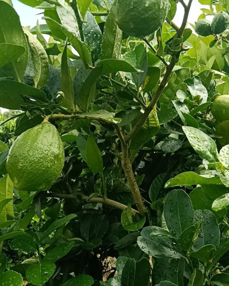 广东香水柠檬