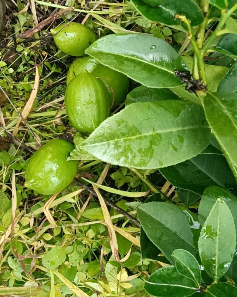 广东香水柠檬