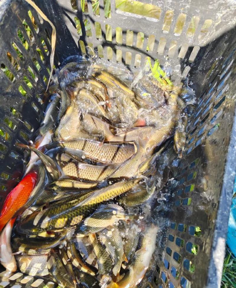 鱼米之乡稻花鱼