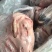 带皮羊头，70斤装，21个左右