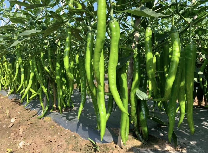精品线椒，大量有货，有需要的联系