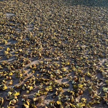 湿松蘑