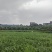 博白特产空心菜