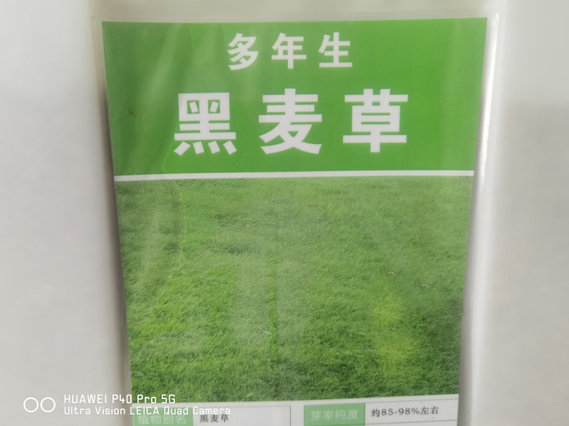 护坡黑麦草