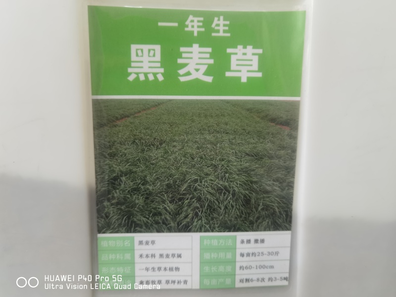 护坡黑麦草