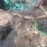 湘玉竹