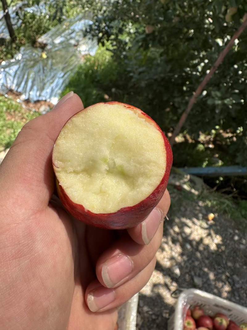 早熟苹果华硕，红露，鲁力，嘎啦，产地直供