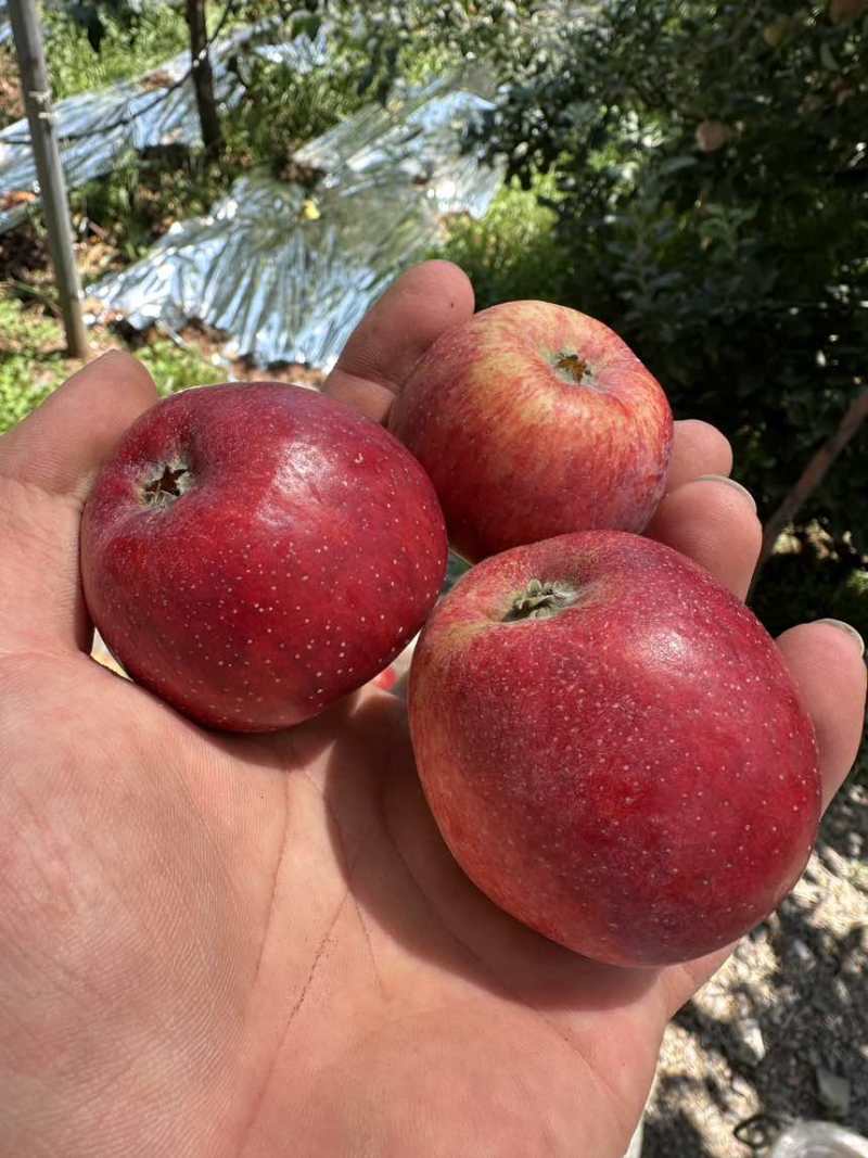 早熟苹果华硕，红露，鲁力，嘎啦，产地直供