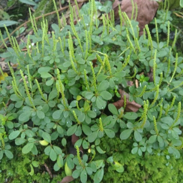野生石蝉草