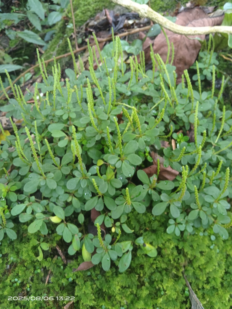 野生石蝉草
