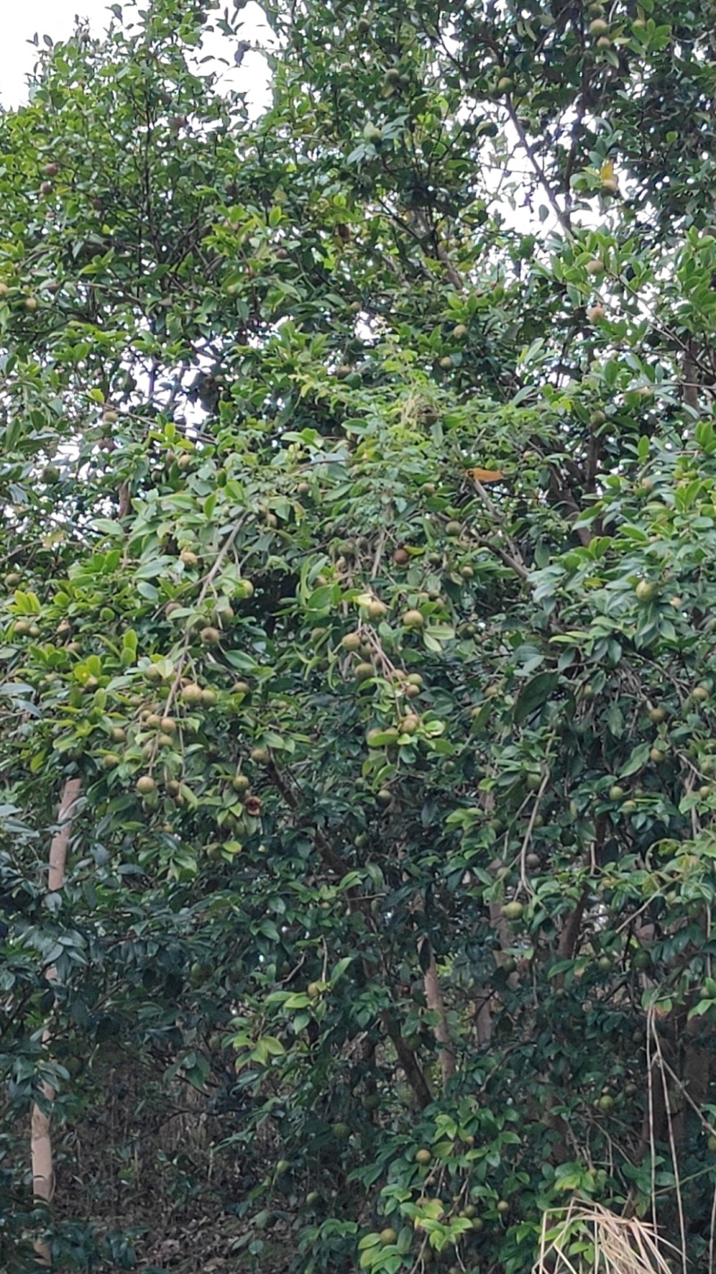 山茶油
