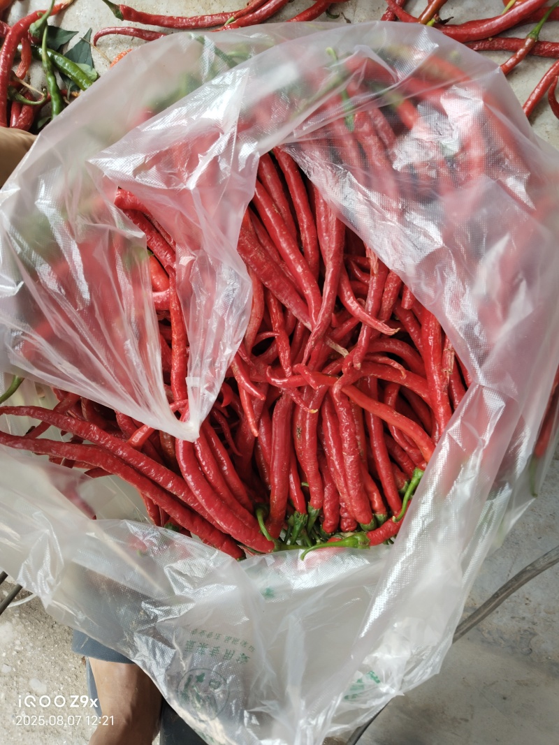 精品二荆条各种规格