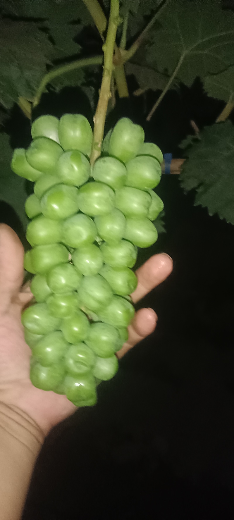 阳光玫瑰