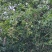 山茶油