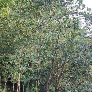 山茶油
