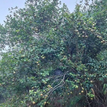 山茶油