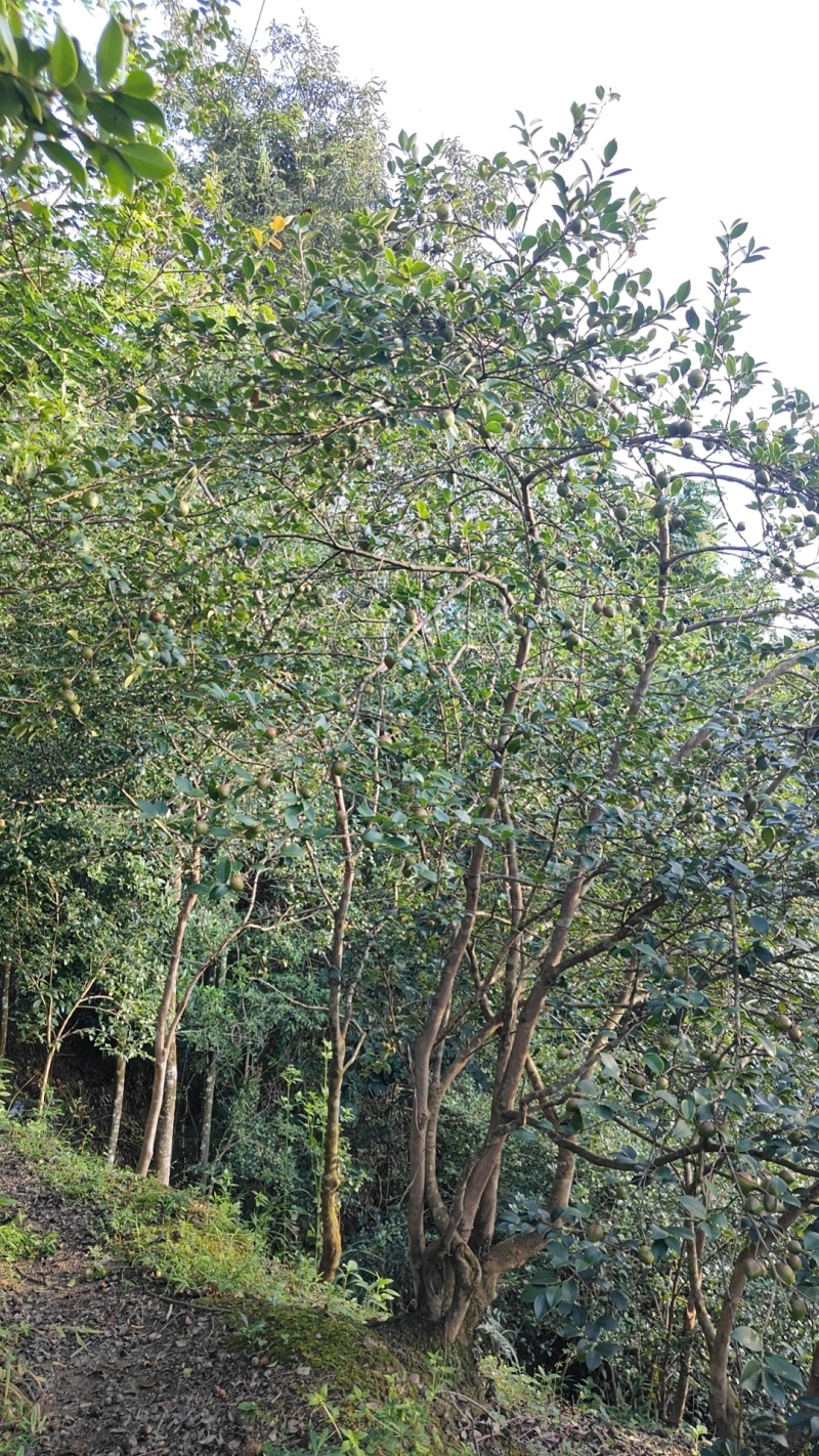山茶油