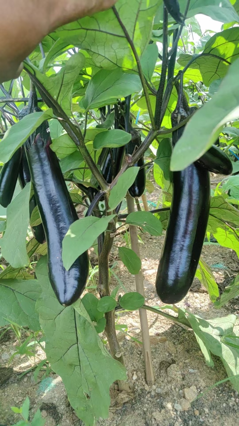 茄子
