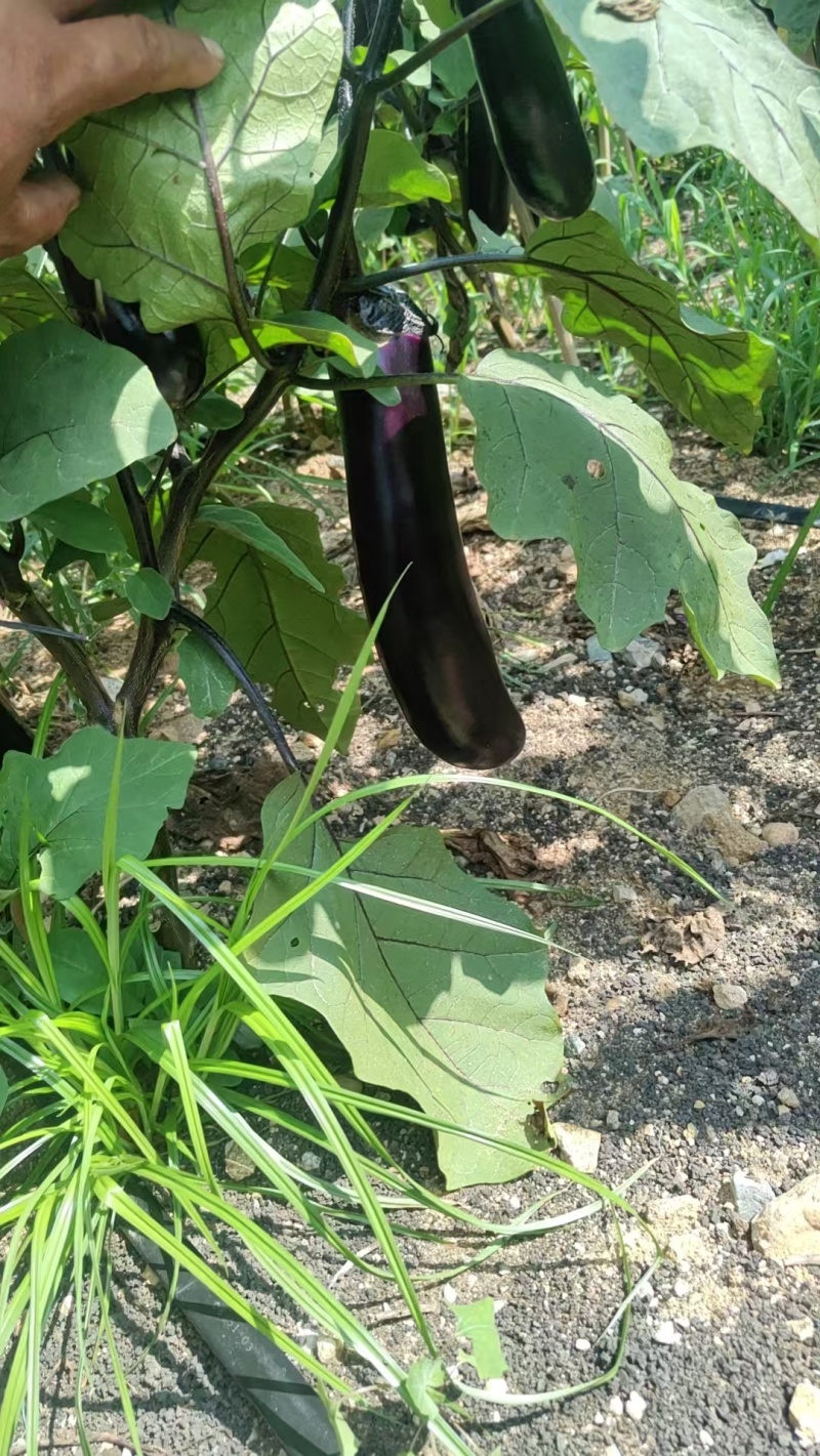茄子