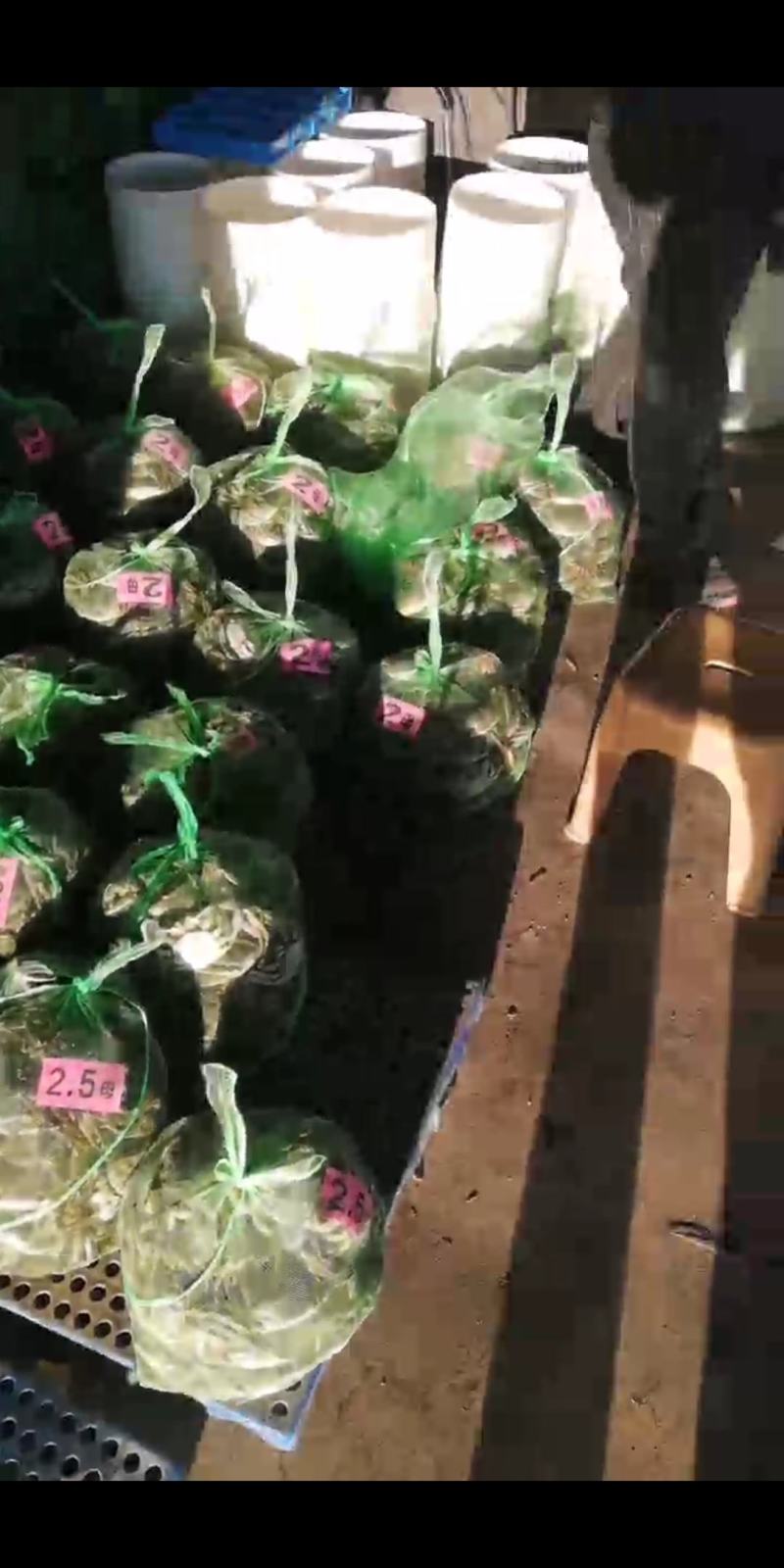 优质螃蟹大闸蟹
