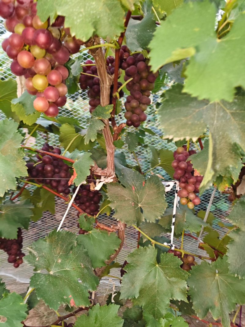 萧县巨峰葡萄