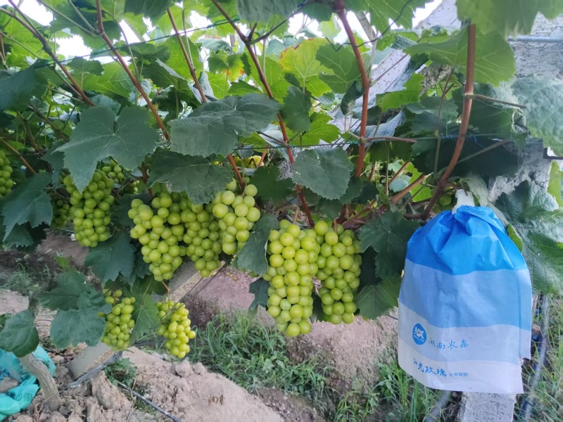 常德阳光玫瑰