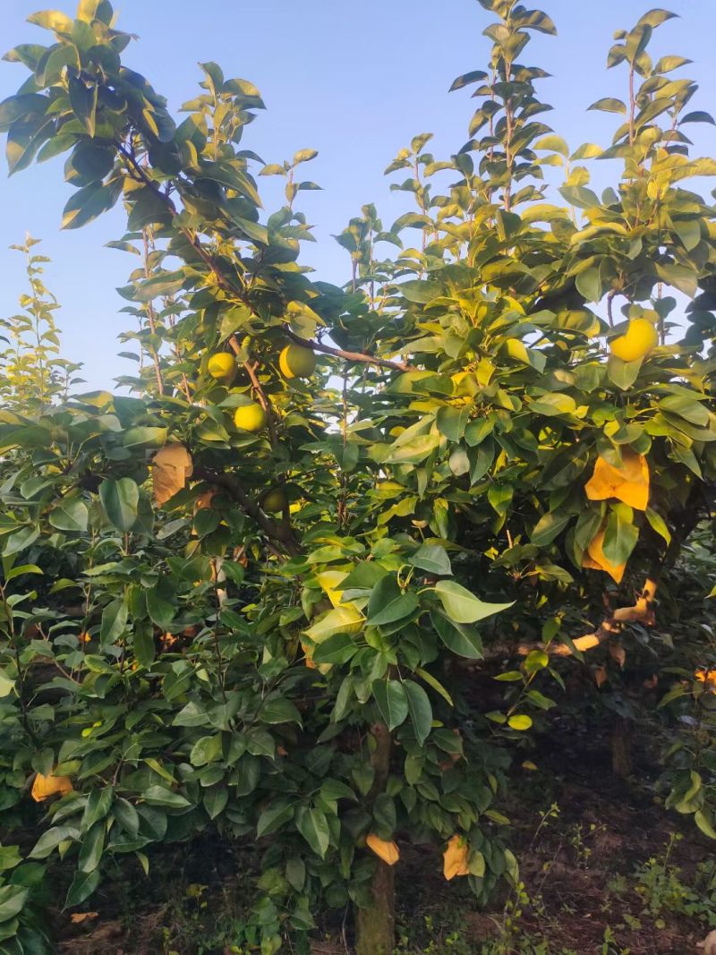 1.翠冠梨，一口爆汁的清甜，盛夏里的“梨”想滋味！
