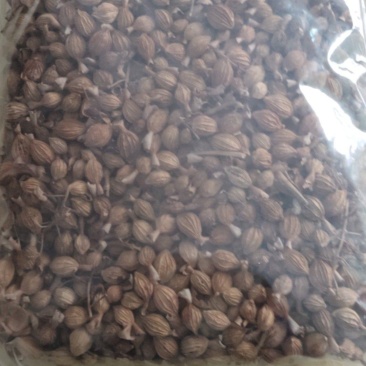 香砂