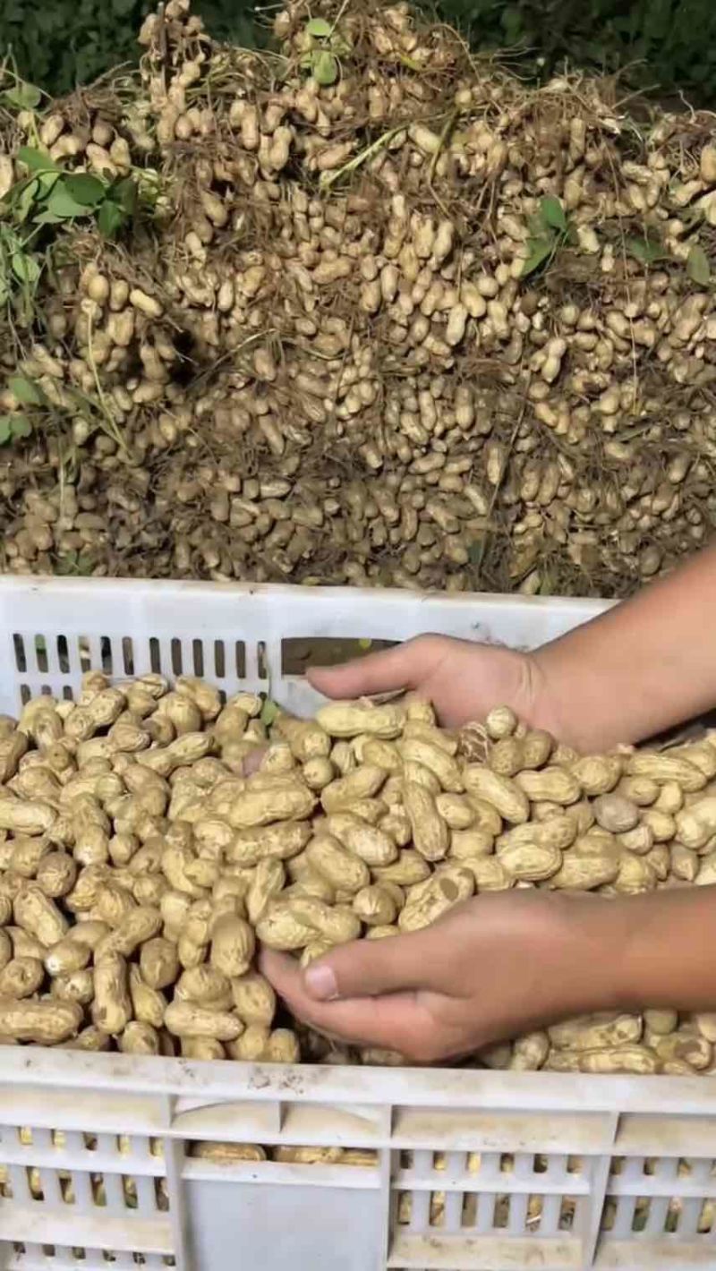 【鲜花生】餐馆小摊菜市场，市场商超批发