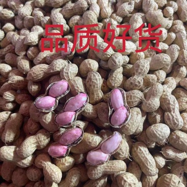 【鲜花生】餐馆小摊菜市场，市场商超批发