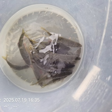 溪石斑鱼