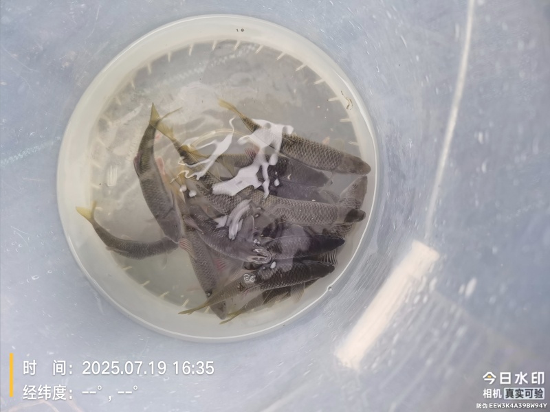 溪石斑鱼