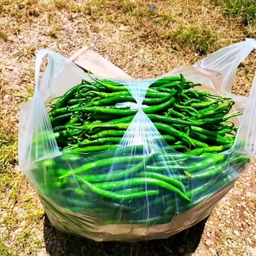 3号线椒