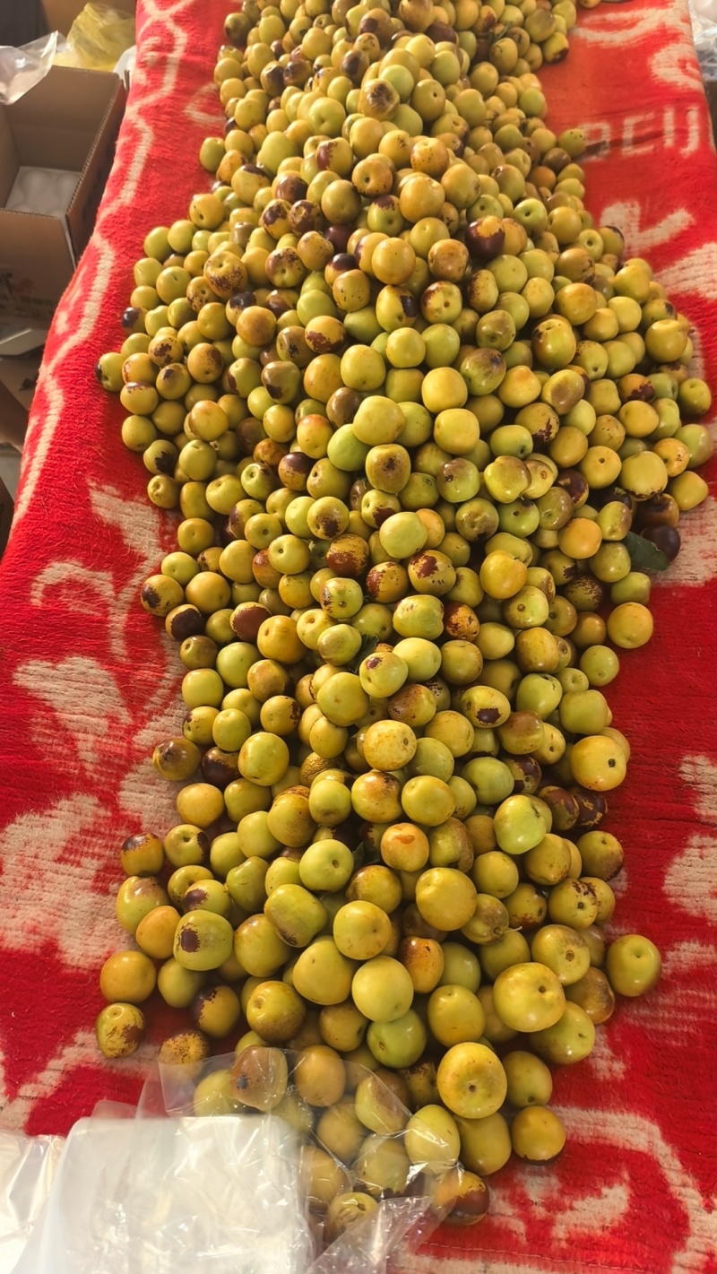 正宗大荔冬枣