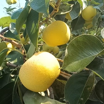 新疆黄金梨
