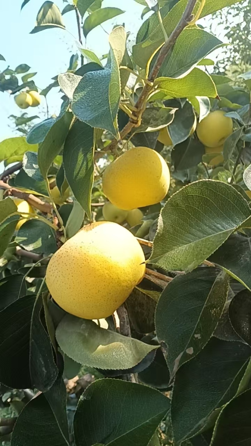新疆黄金梨