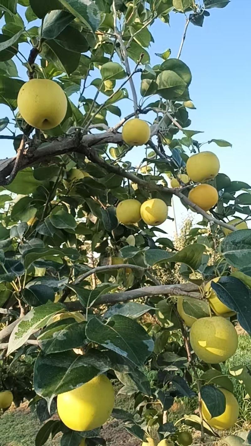 新疆黄金梨