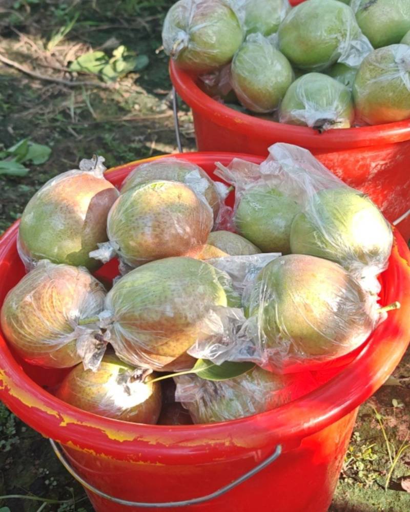 山东鸭梨，七号，秋月，皇冠，早苏等梨
