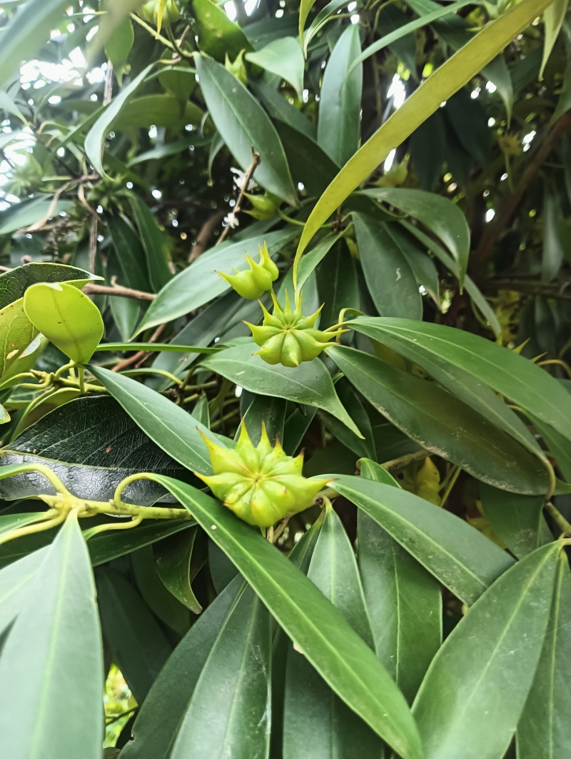 纯野生八角